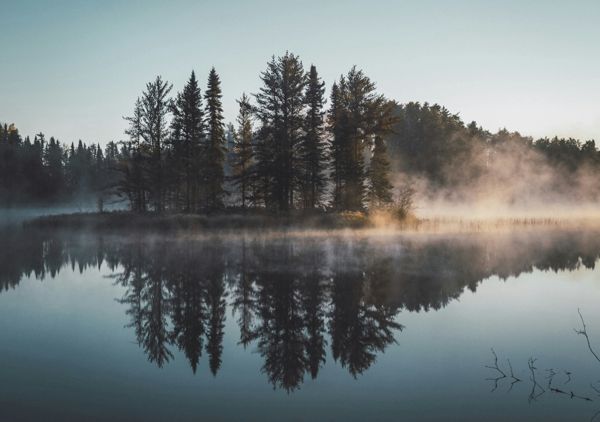 Dense forest fog